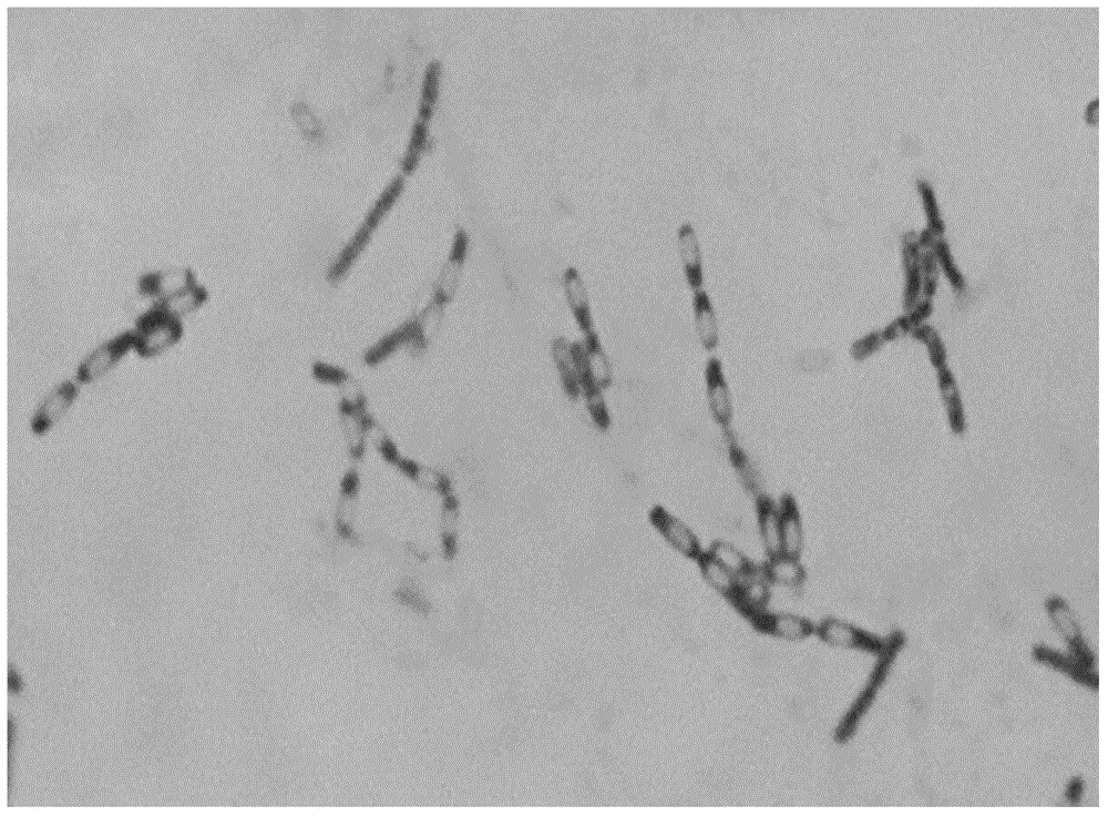 Bacillus sp., and method for producing flocculating agent through composite wastewater cultivation of Bacillus sp.