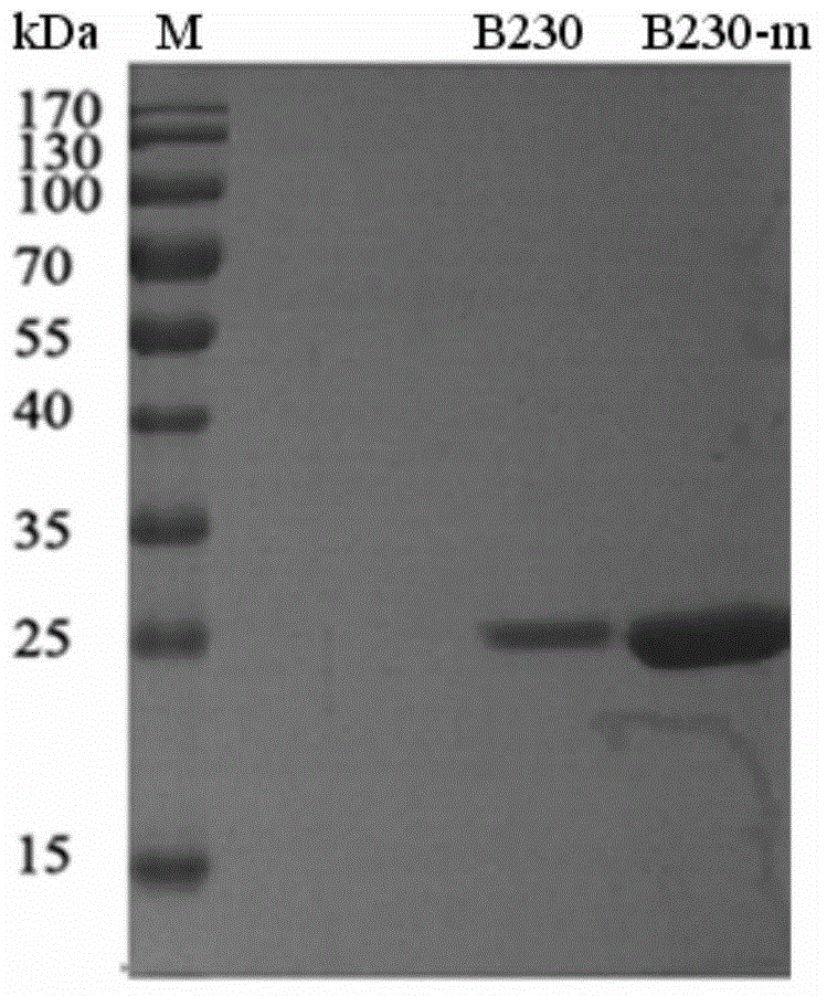 A kind of thermostability-improved alkaline xylanase and its encoding gene and application