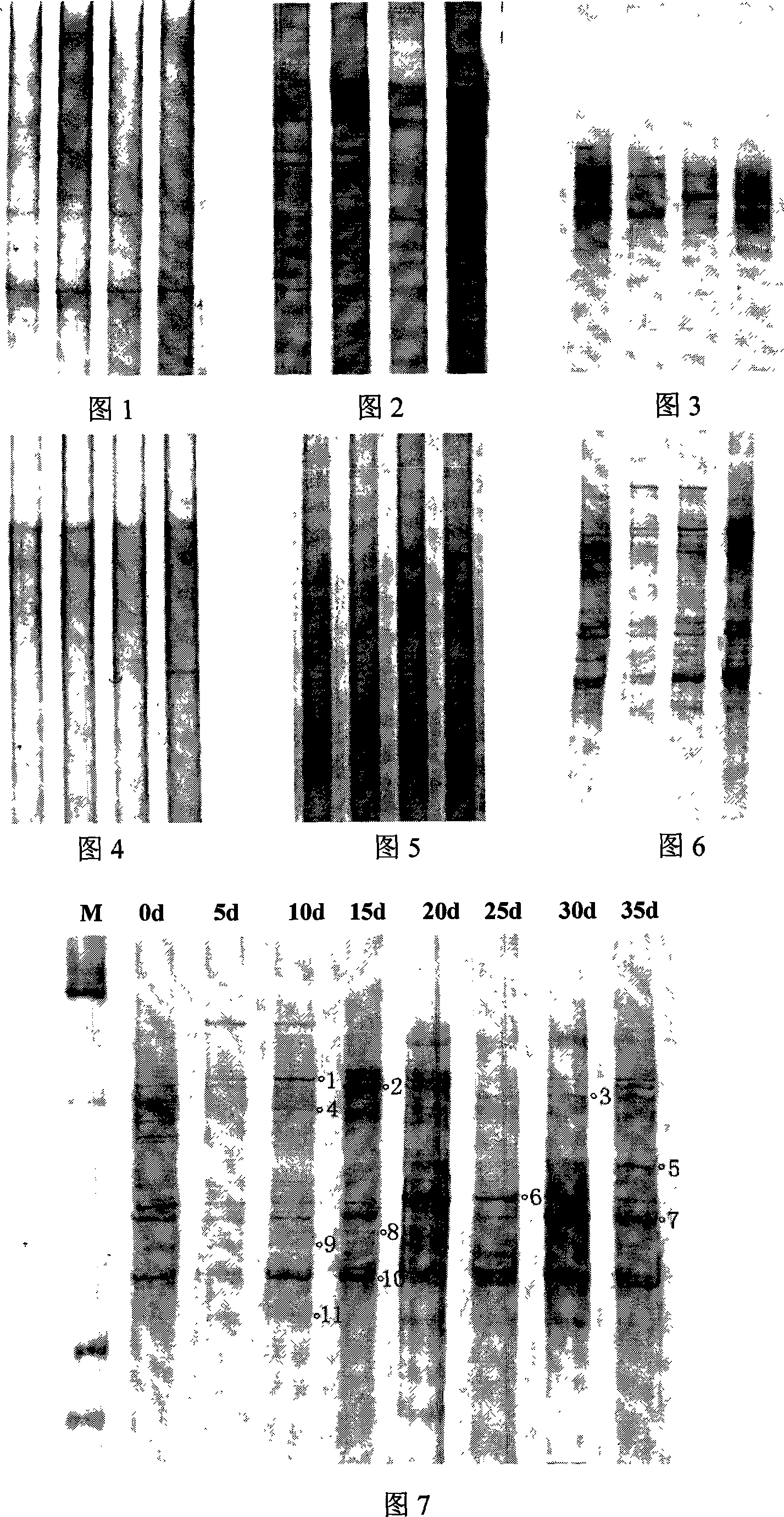Method for analyzing structure composition of microorganism community by employing single-chain conformation polymorphism technique