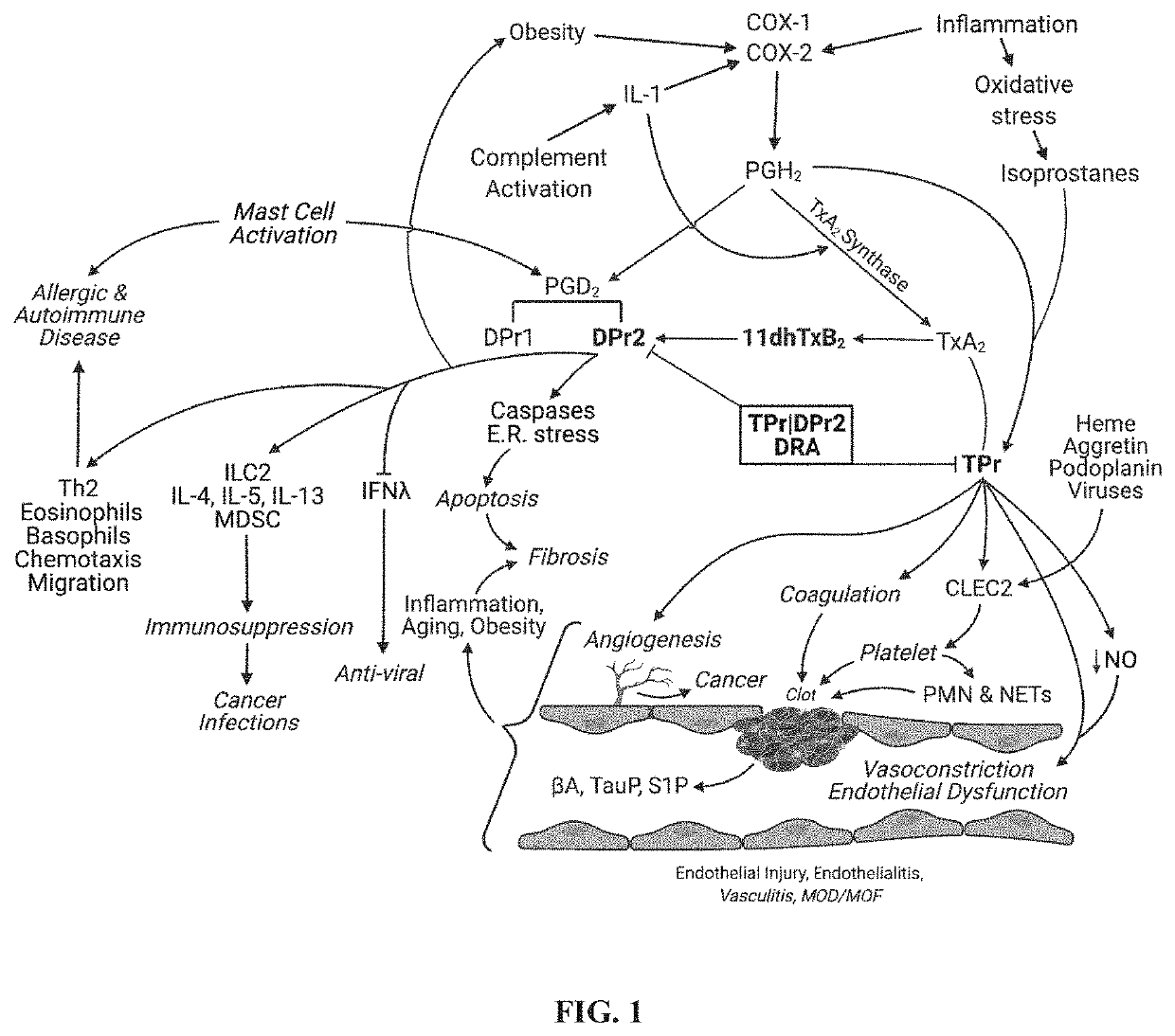 Dual antagonist of pgd2/dpr2 and thromboxane a2/tpr receptors and use for treatment of maladaptive immune response or thrombotic diathesis