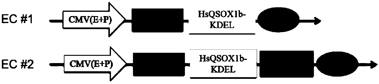 CHO cell strain modified based on CRISPR/Cas9 gene editing and preparation method thereof