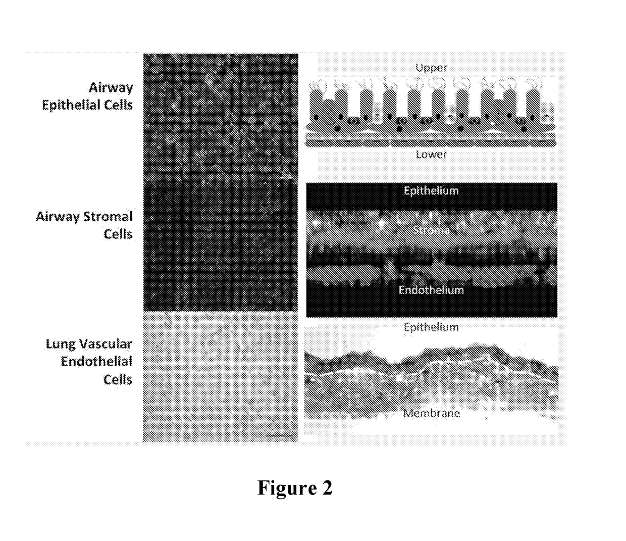 Multi-layer airway organoids and methods of making and using the same