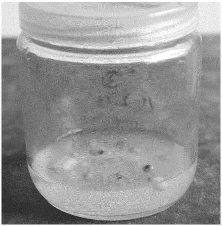 A kind of tissue culture method of Polygonatum yunnanensis seedling in one step