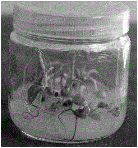 A kind of tissue culture method of Polygonatum yunnanensis seedling in one step