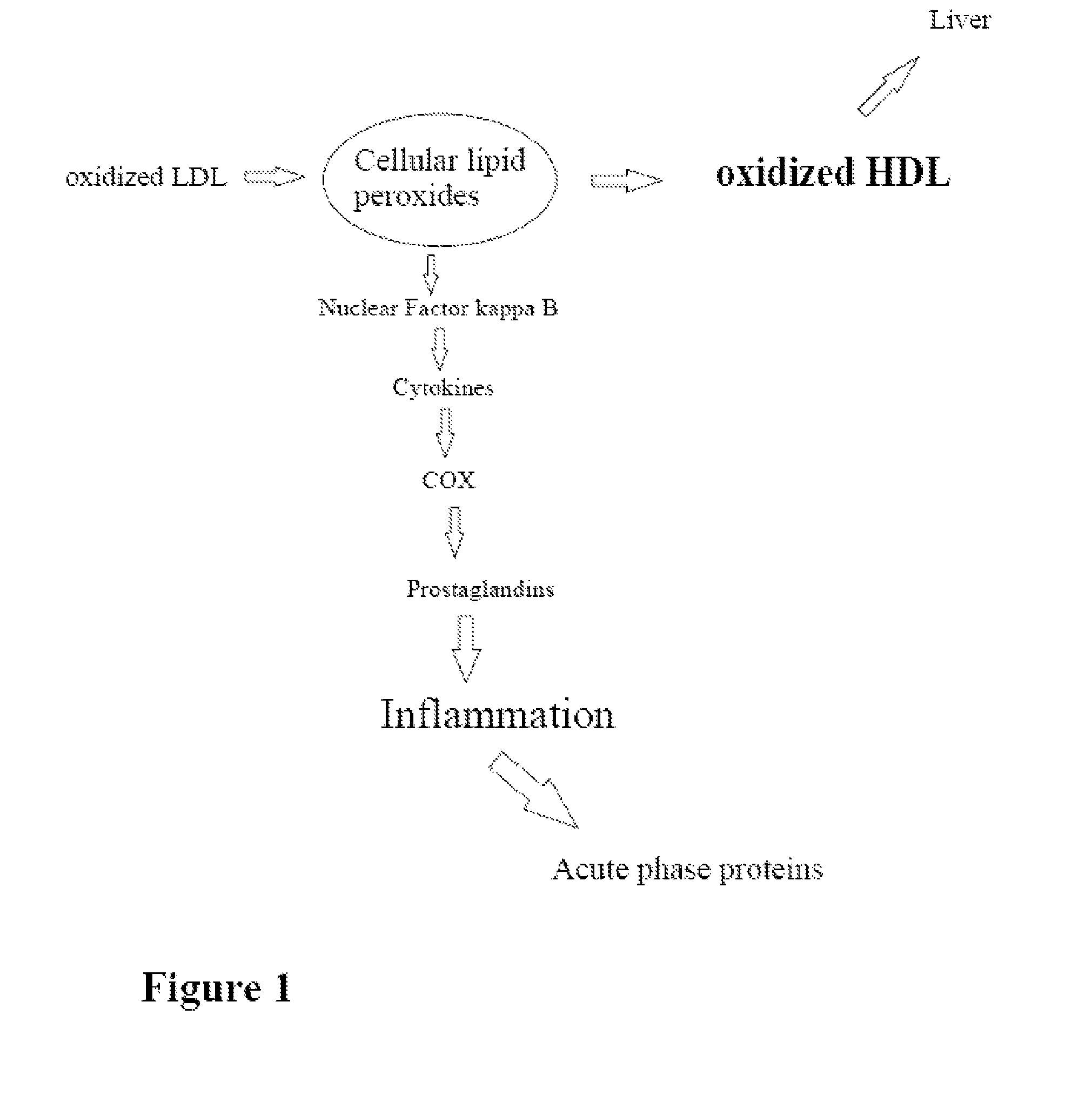 Estimation and biological consequences of oxidative metabolism