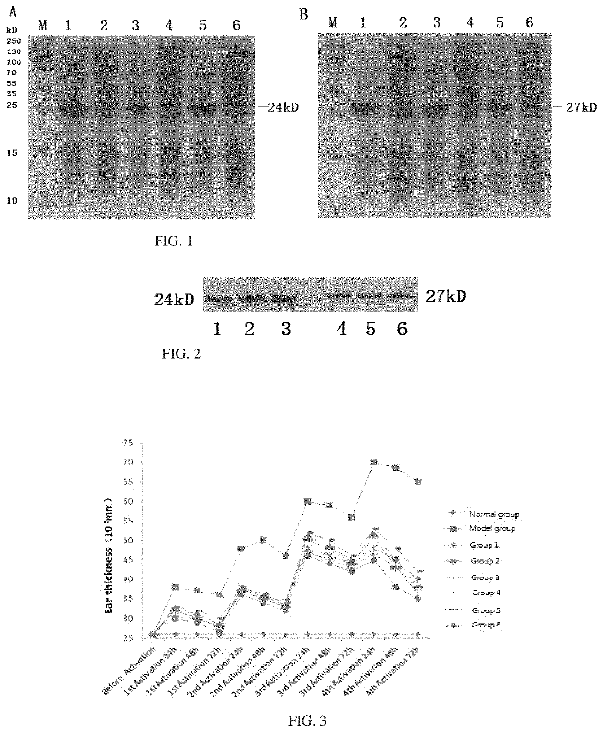 Human FGFR2B extracellular domain and nucleic acid for coding same