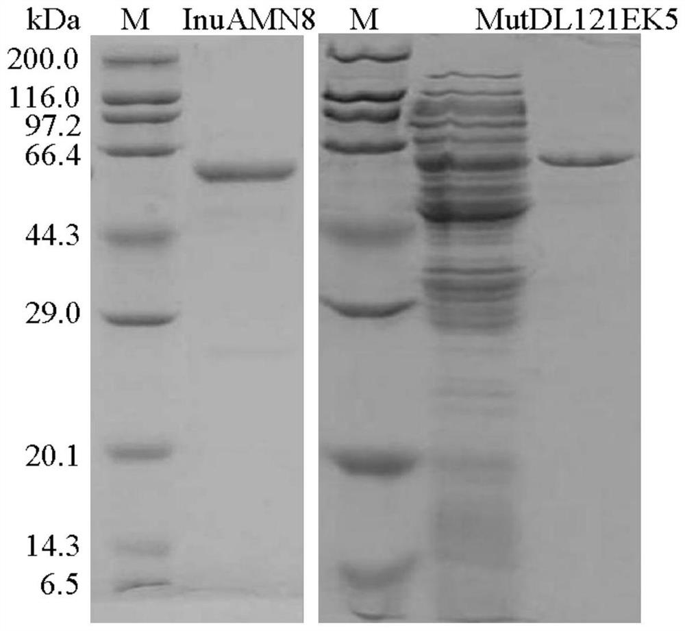 Low-temperature exoinulinase mutant MutDL121EK5 with improved low-temperature adaptability and application thereof