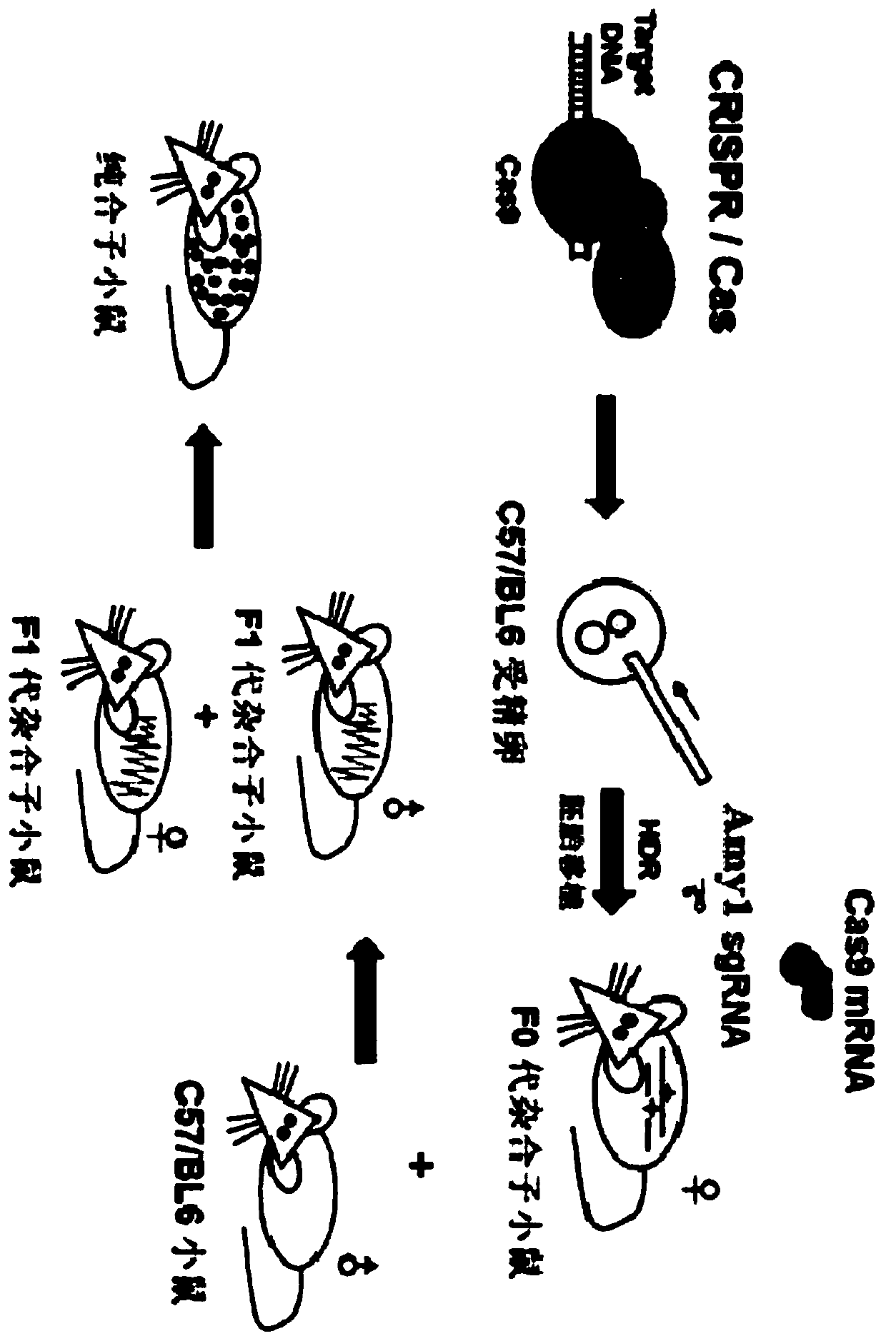 Construction method of Amy1 gene knockout mouse animal model and application