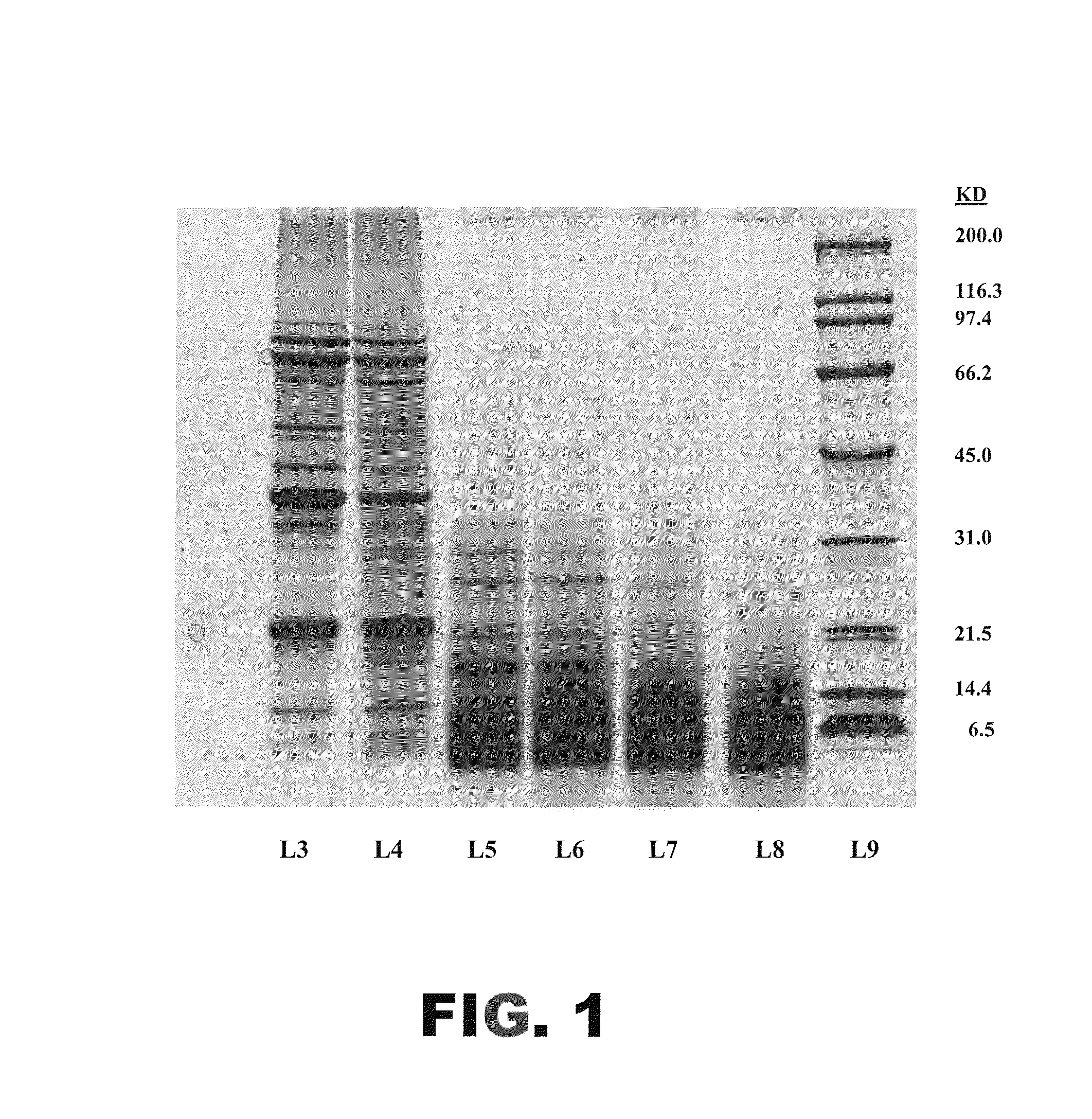 Protein hydrolysate compositions having improved sensory characteristics and physical properties