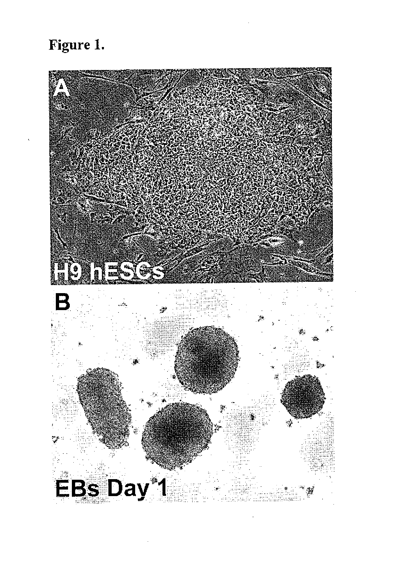 Differentiation of Human Embryonic and Induced Pluripotent Stem Cells