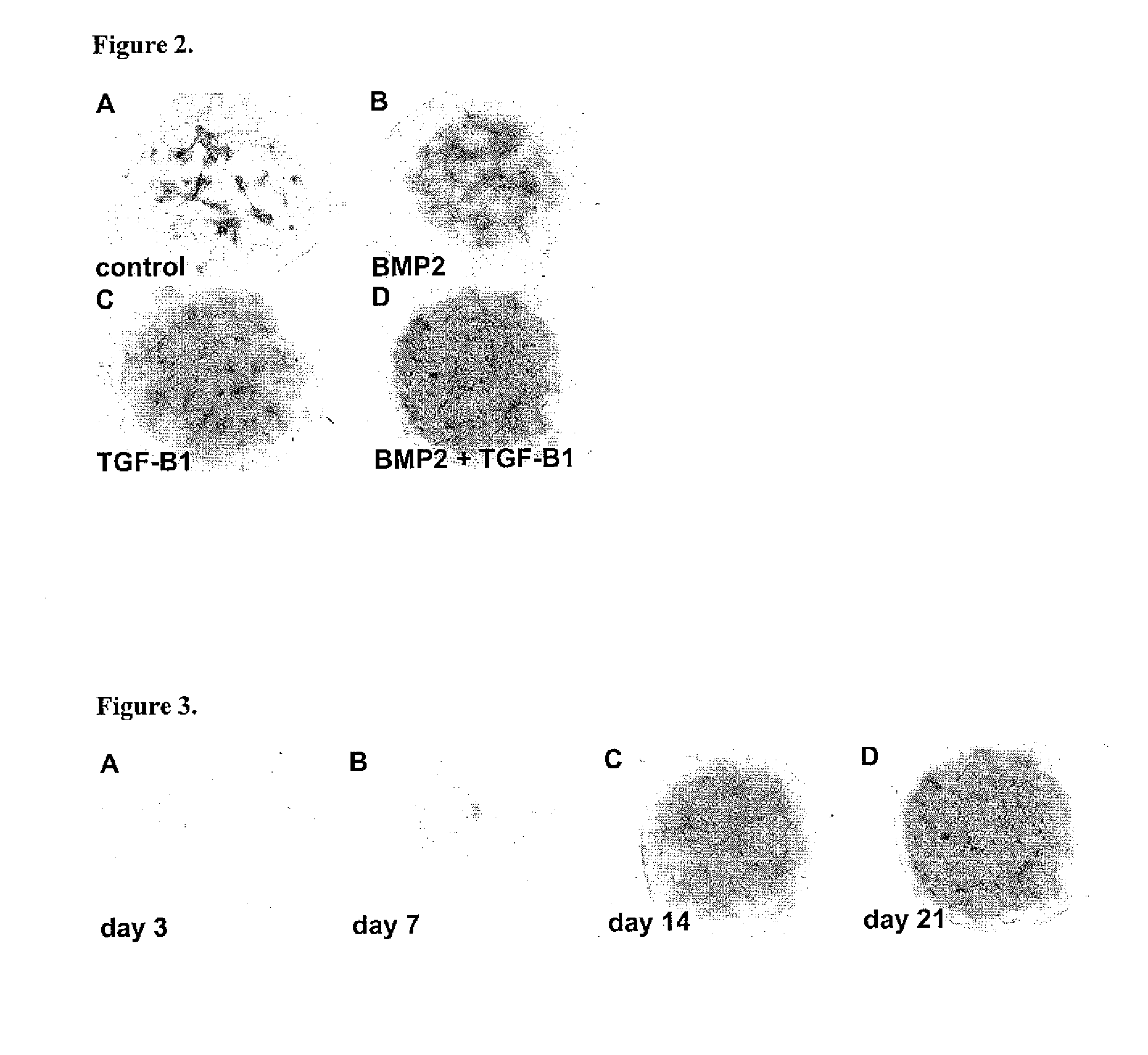 Differentiation of Human Embryonic and Induced Pluripotent Stem Cells