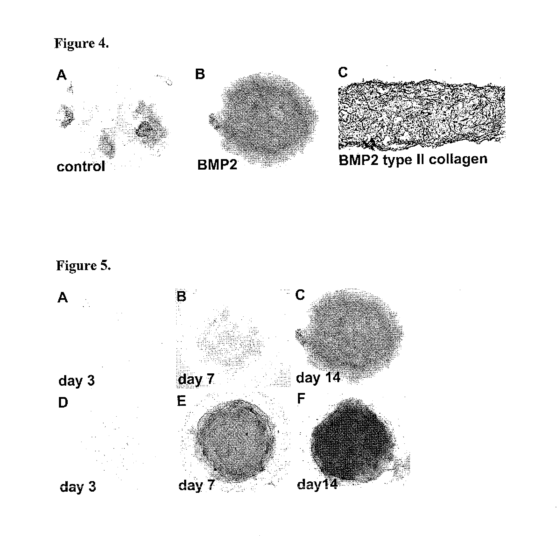 Differentiation of Human Embryonic and Induced Pluripotent Stem Cells