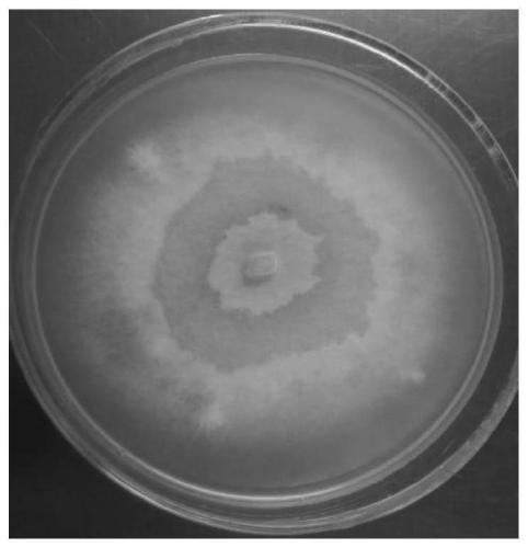 A strain of albicans and its application