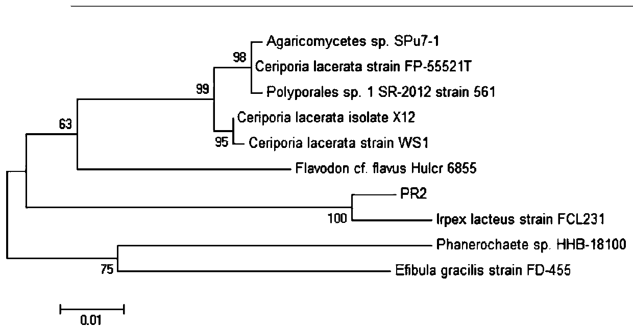 A strain of albicans and its application