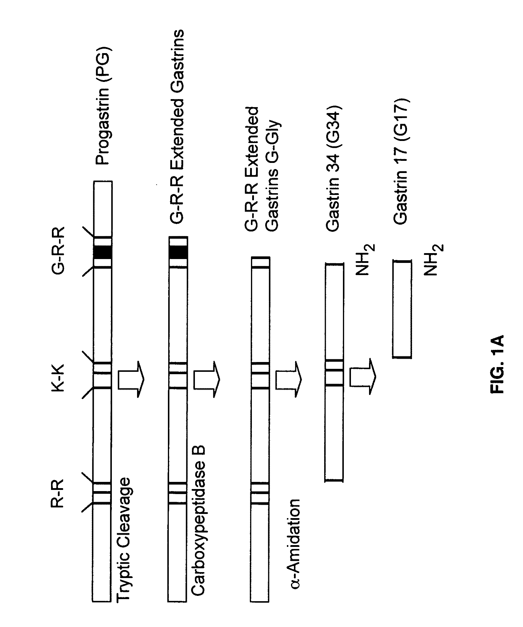 Immunogenic compositions comprising progastrin and uses thereof