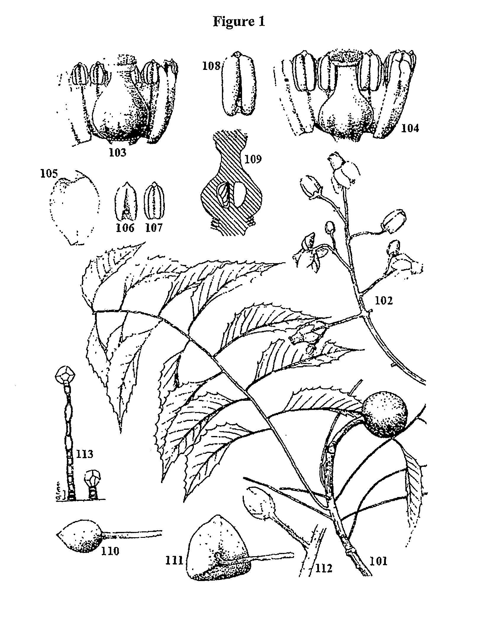 Novel compounds and pharmaceutical preparations