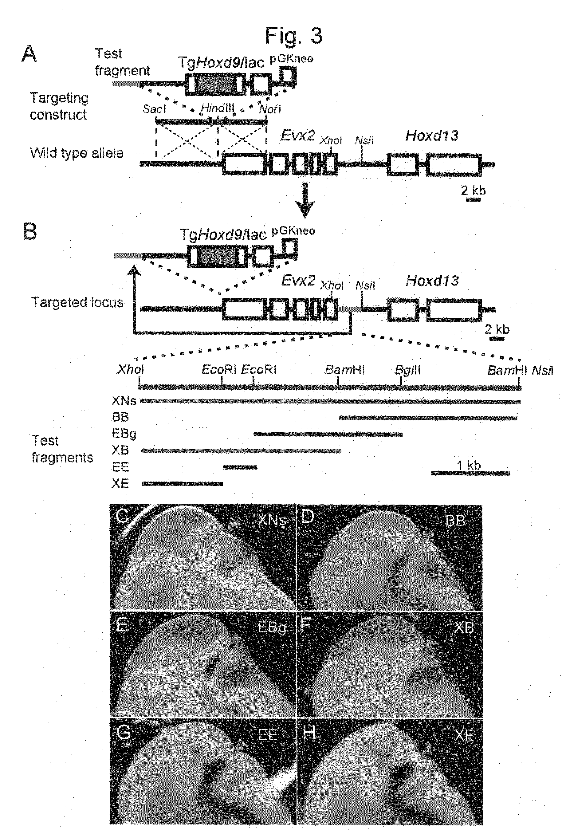 Method for enabling stable expression of transgene