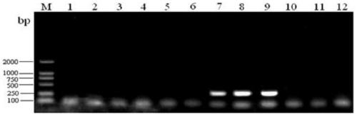 Rapid qualitative and quantitative detection kit, detection method and application of bifidobacteria added in feed