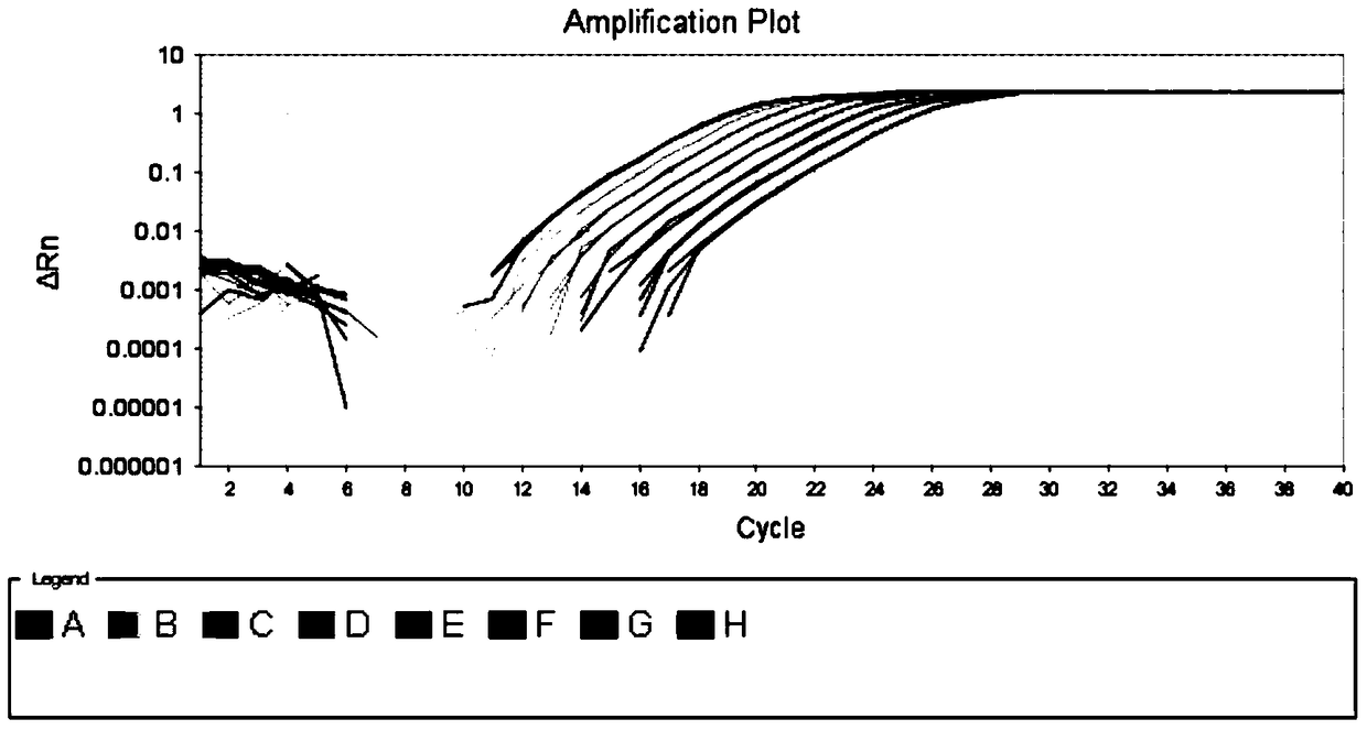 Rapid qualitative and quantitative detection kit, detection method and application of bifidobacteria added in feed