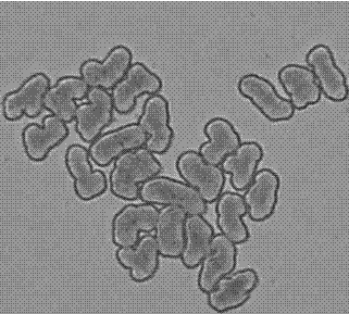 A kind of high-strength viscose fiber and its preparation method and application