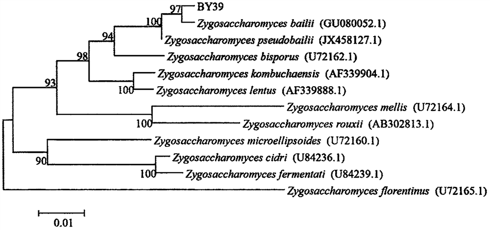 Zygosaccharomyces bayeri strain used for prevention and treatment of postharvest fruit diseases and its preparation method and application