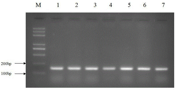 Method for rapidly extracting DNA of single sporangium of phytophythora infestans