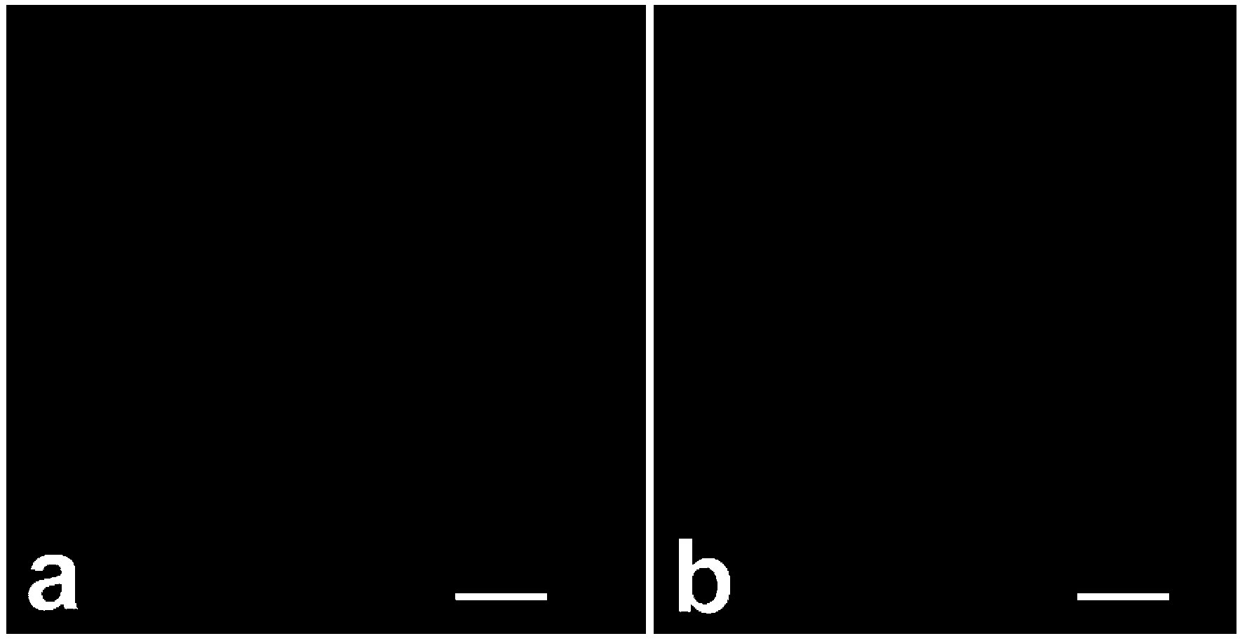 Application of pentagalloylglucose in medicines used for killing fish in-vitro ciliates