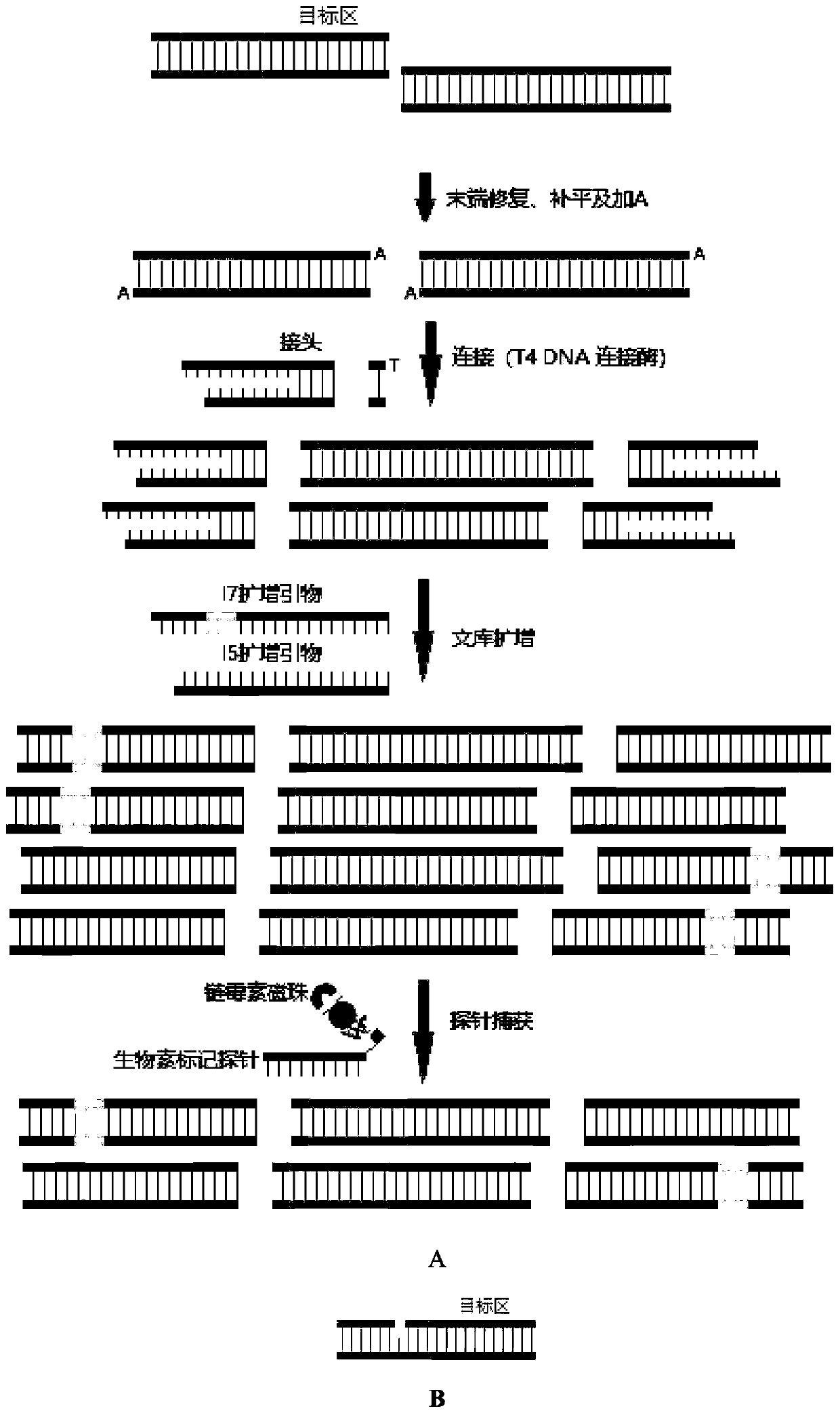 Library building method based on high-throughput sequencing