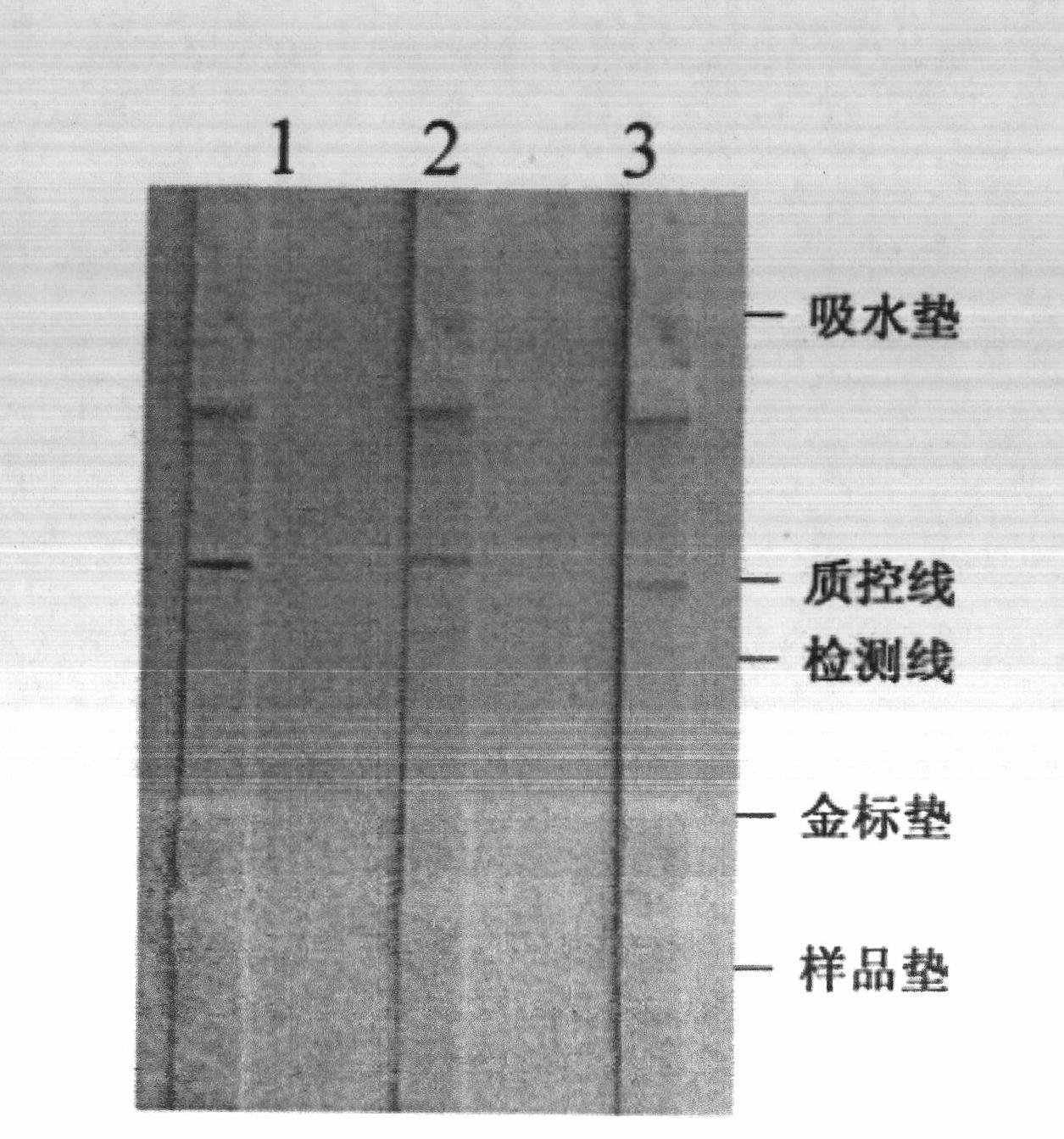 Preparation method and application of ractopamine monoclonal antibody