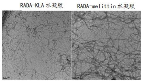 A kind of tumor-killing polypeptide that can self-assemble into hydrogel and its application