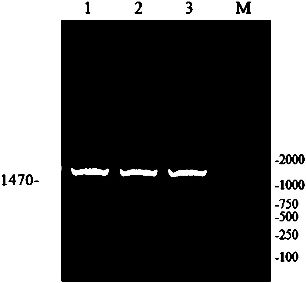 Method for establishing canine distemper sensitive cell line based on Nectin4 receptor and application