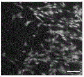 Preparation method of porous nano fiber membrane