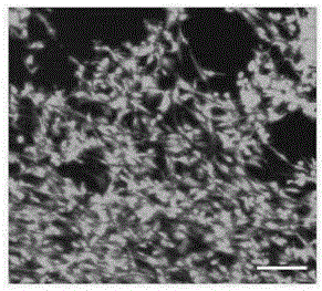 Preparation method of porous nano fiber membrane