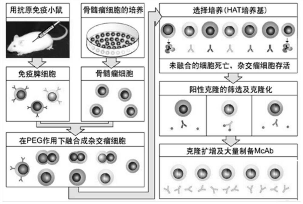 Application of cucumber lipid phosphatase cslppε2 in resistance to cucurbit blight