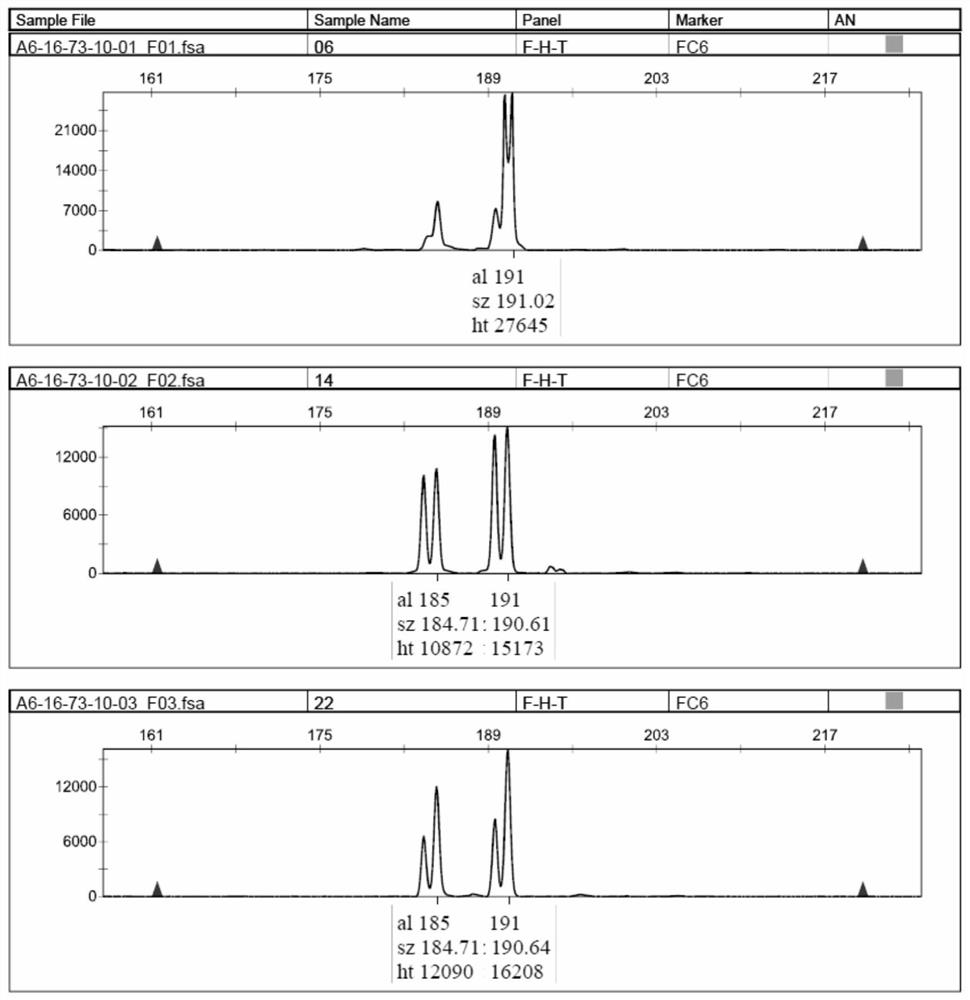 Polymorphic primers of pheobe chekiangensis nuclear genome SSR molecular marker and application of polymorphic primers