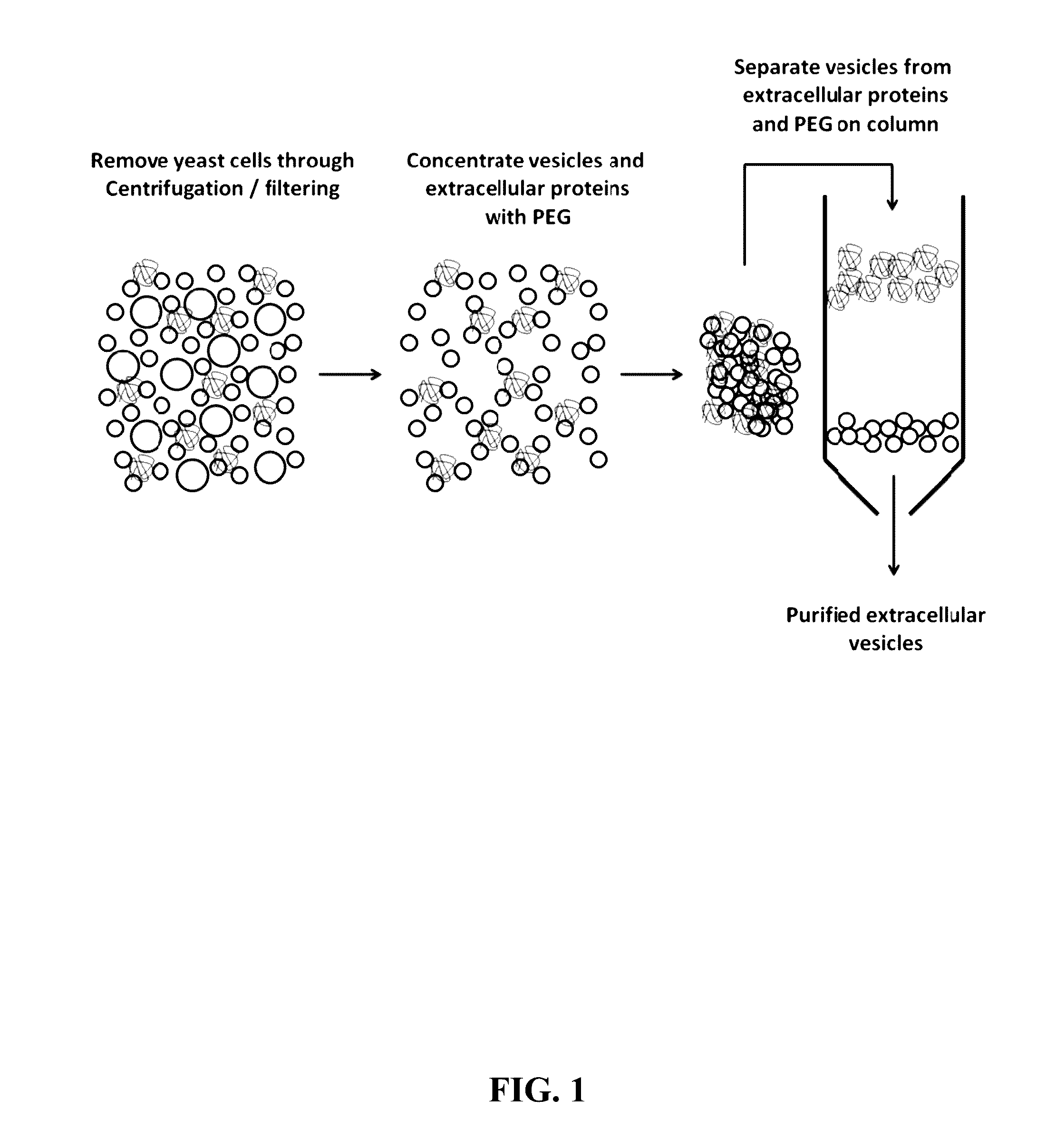 Compositions and Methods for Yeast Extracellular Vesicles as Delivery Systems