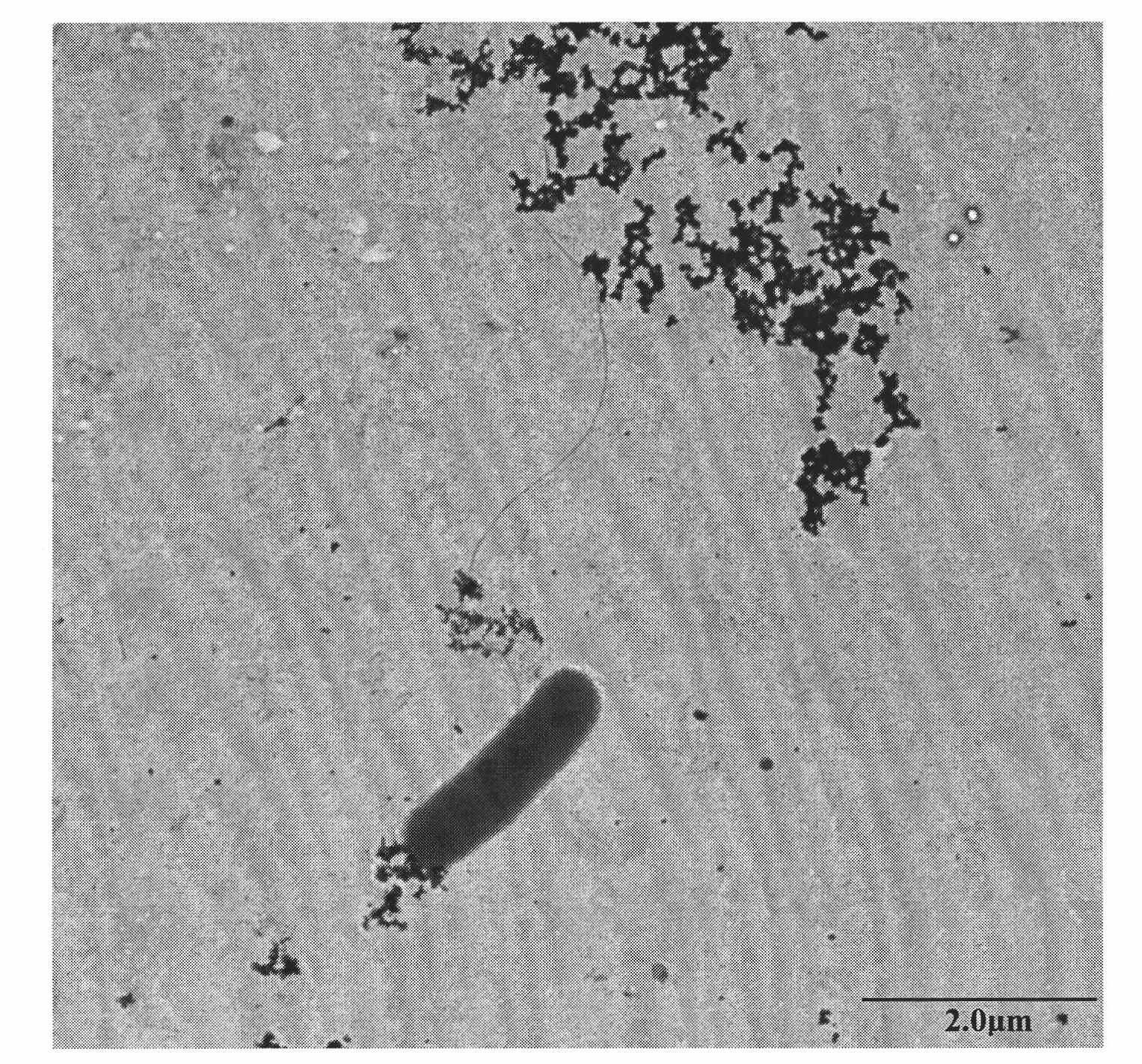 Biological stirring leaching method of ordinary-temperature acidophilic leaching-ore bacteria and high-arsenic high-grade primary copper sulfide ore