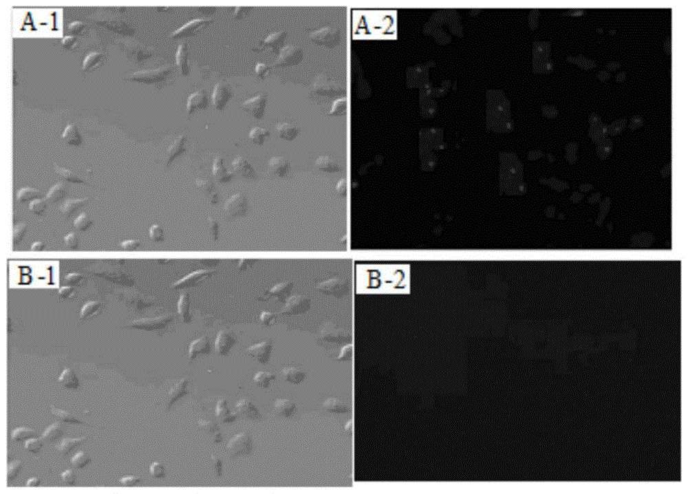 a polystyrene hg  <sup>2+</sup> Fluorescence recognition material and preparation method thereof