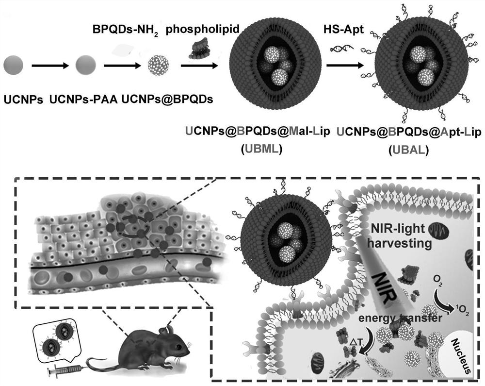 Near-infrared light-responsive nanoliposomes and their preparation methods and applications in tumor synergistic therapy