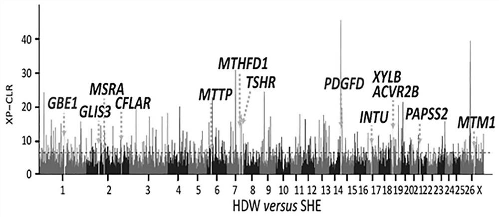 Gene chips, molecular probe combinations, kits and applications for the analysis of suet tail