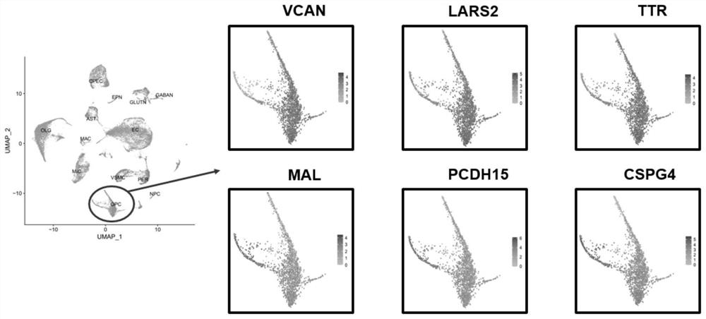 Subpopulation of oligodendrocyte precursor cells and uses thereof