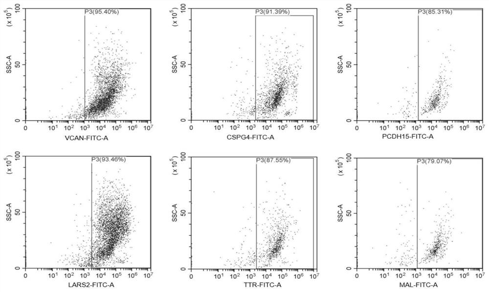 Subpopulation of oligodendrocyte precursor cells and uses thereof