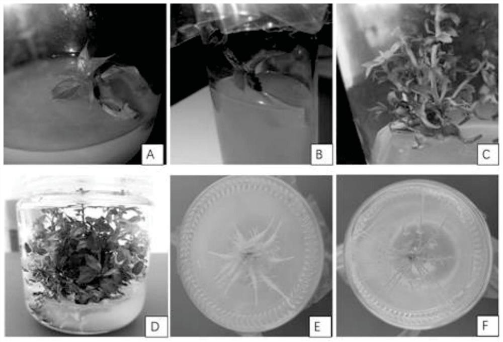 A kind of tissue culture rapid propagation method of crabapple