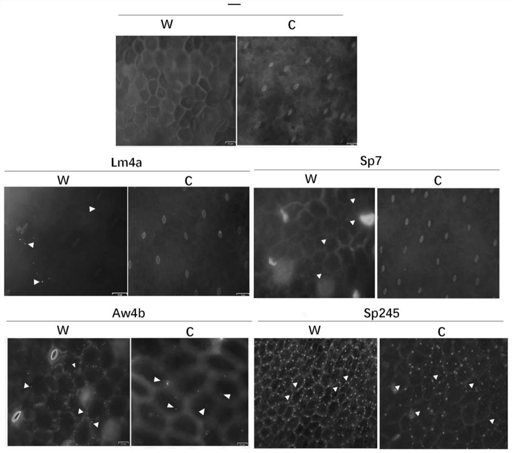 Method for identifying bacterial infection type based on duckweed