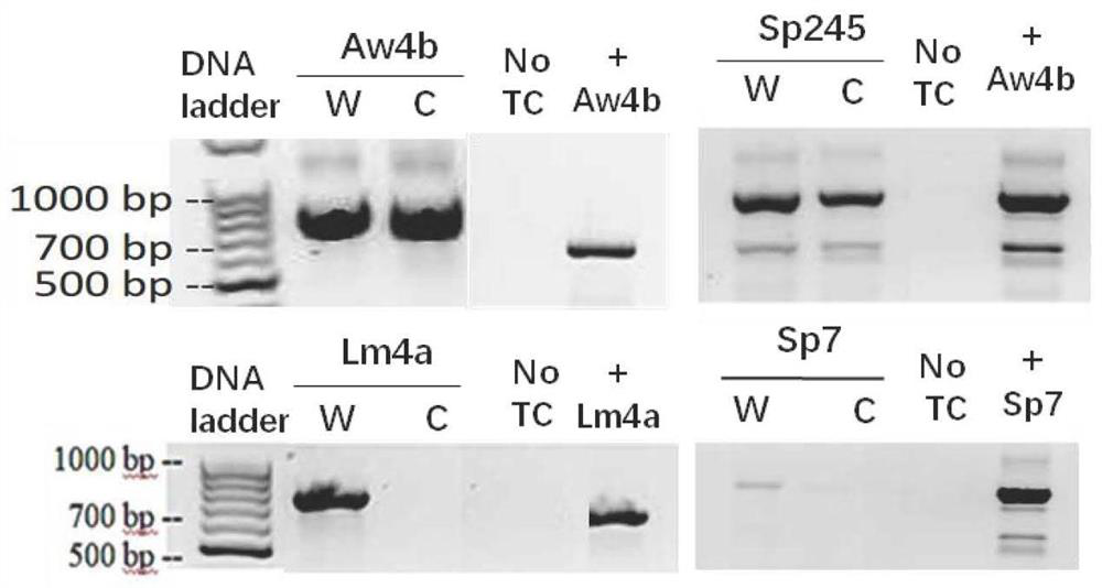 Method for identifying bacterial infection type based on duckweed