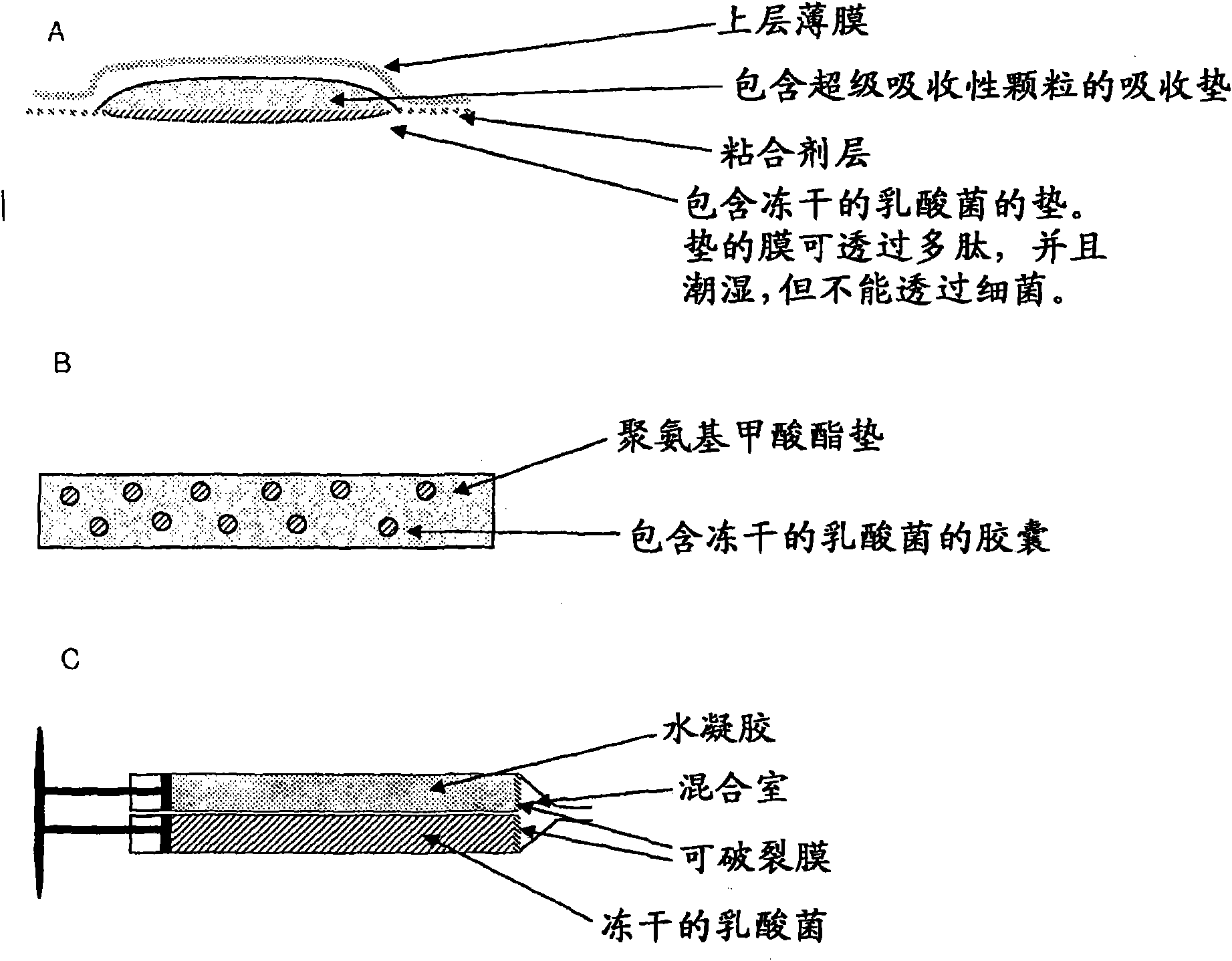 Wound or tissue dressing comprising lactic acid bacteria