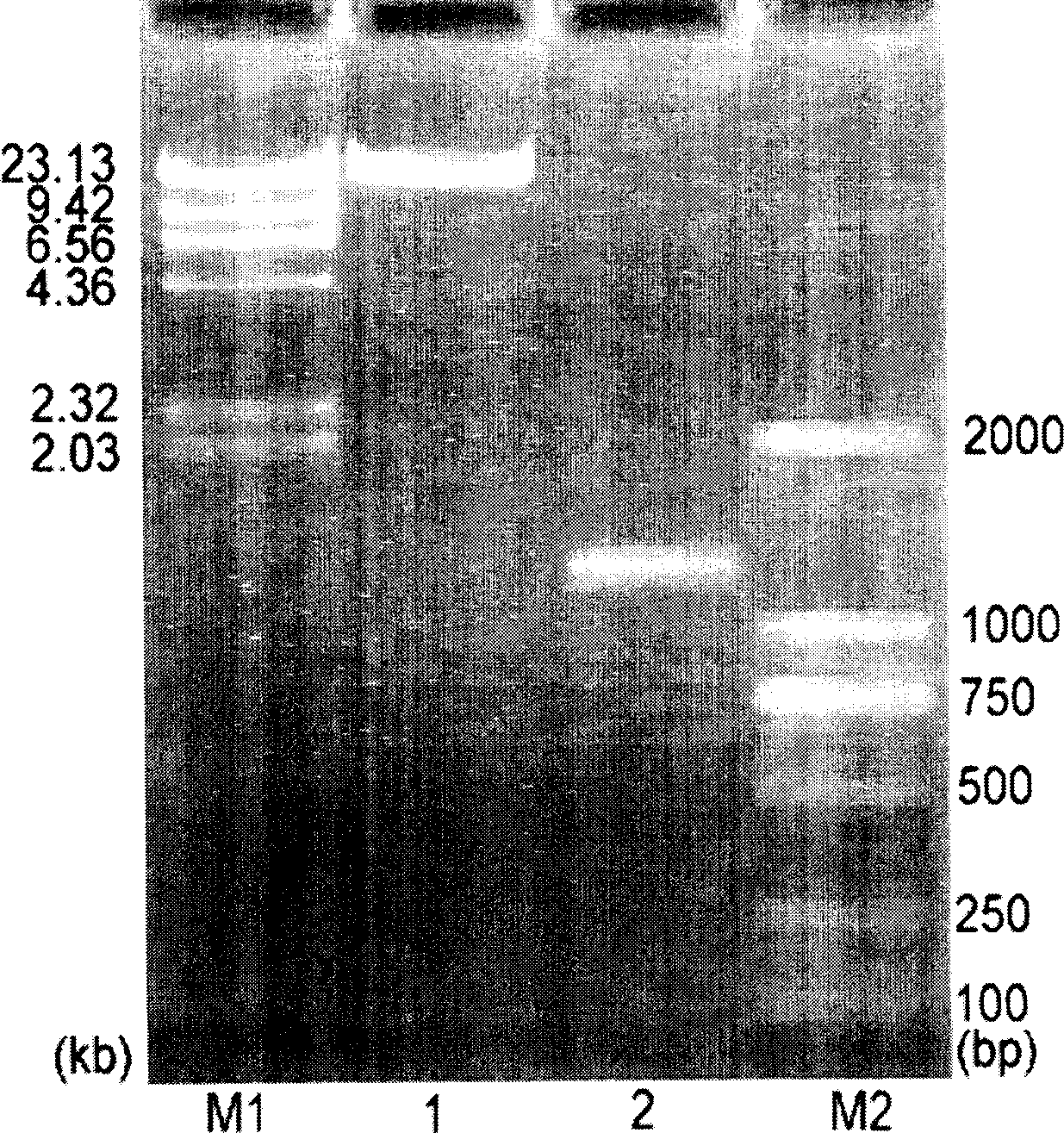 Method of modifying gene and obtained recombinant gene and encoded protin