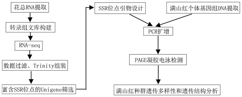 The Manshan Red SSR primer based on the transcription group sequencing method and screening method and application