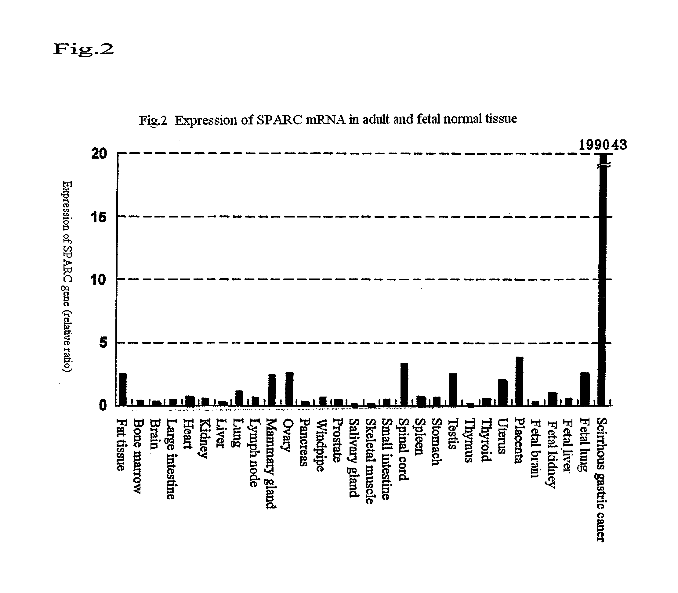 Sparc-derived tumor rejection antigenic peptides and medicaments comprising the same