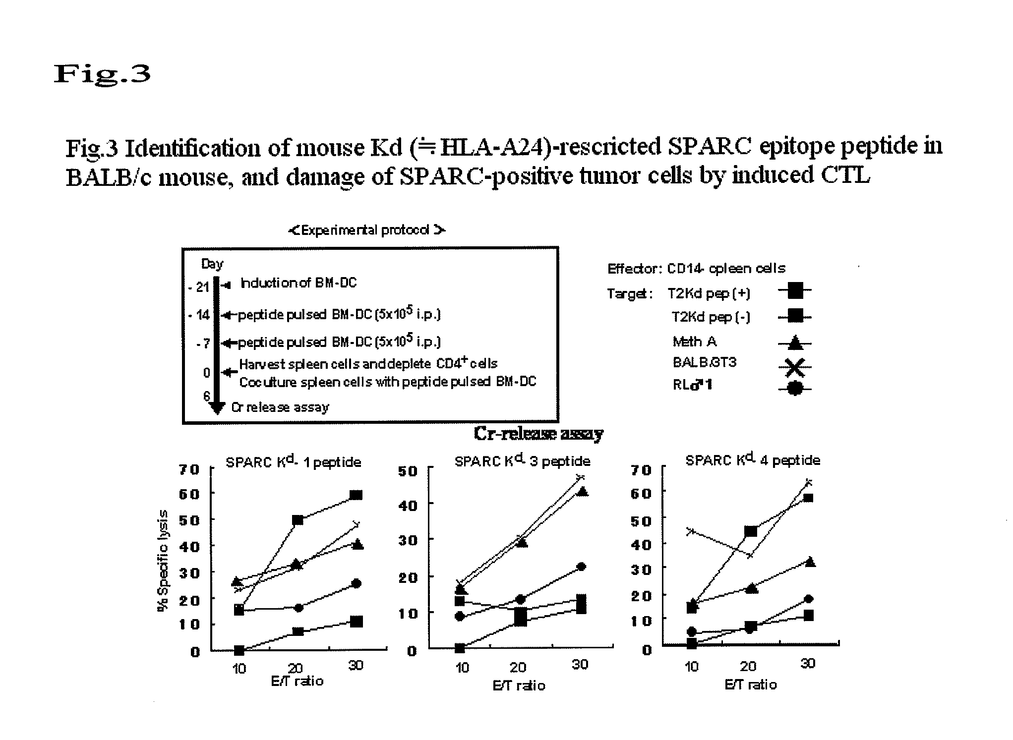 Sparc-derived tumor rejection antigenic peptides and medicaments comprising the same